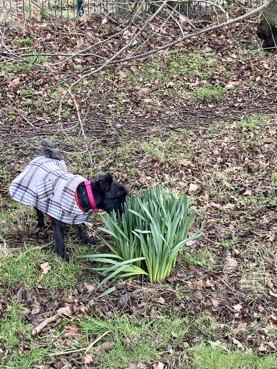 Seashellsfelix's tweet photo. This weekend we have been checking out beach huts, smelling the daffs ( and Lily of the valley ~ out of shot but also received a thorough sniffing) and dodging muddy puddles! #schnauzergang #weekendwalkies https://t.co/pUQgbR54cF