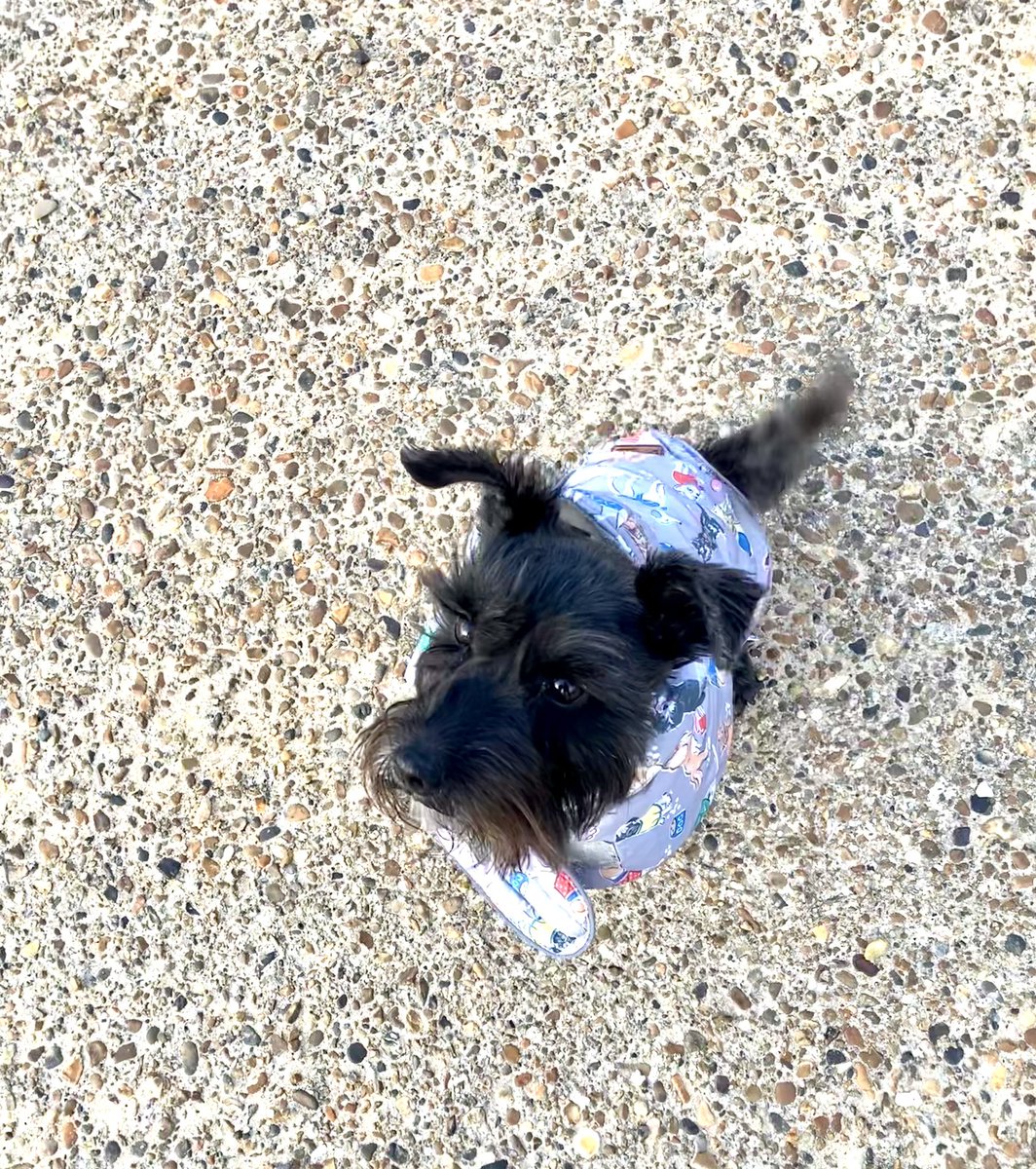 Seashellsfelix's tweet photo. This weekend we have been checking out beach huts, smelling the daffs ( and Lily of the valley ~ out of shot but also received a thorough sniffing) and dodging muddy puddles! #schnauzergang #weekendwalkies https://t.co/pUQgbR54cF