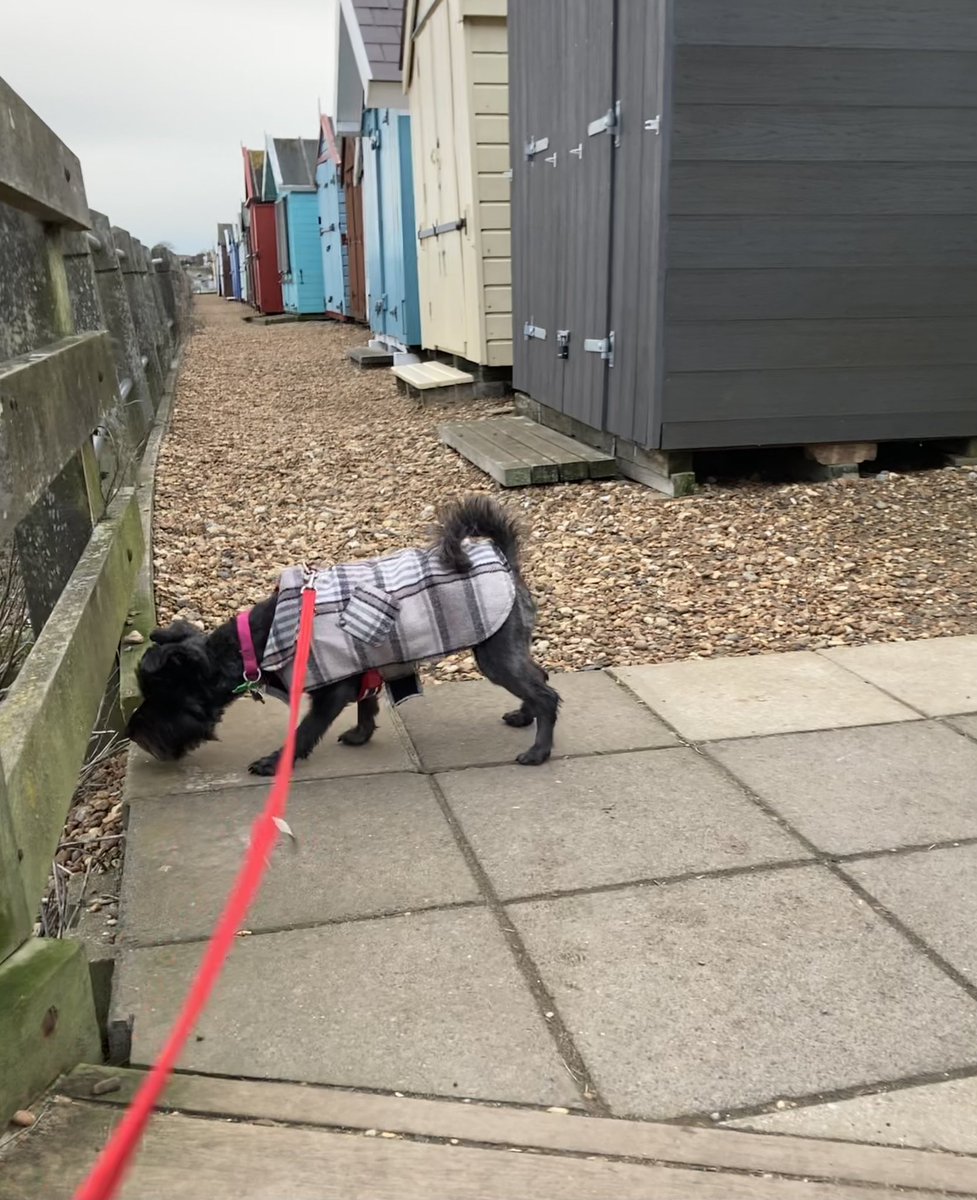 Seashellsfelix's tweet photo. This weekend we have been checking out beach huts, smelling the daffs ( and Lily of the valley ~ out of shot but also received a thorough sniffing) and dodging muddy puddles! #schnauzergang #weekendwalkies https://t.co/pUQgbR54cF