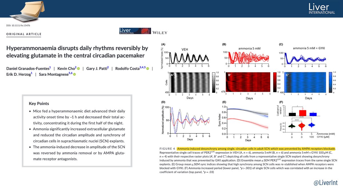 1/2
 🧪🔬A new study finds that hyperammonaemia affects circadian regulation by ⬆️ extracellular glutamate in the SCN

✳️ First direct proof of #ammonia being implicated in central circadian disruption

🔓 bit.ly/3JbuevJ

@ErikHerzog @MontagneseSara

#livertwitter