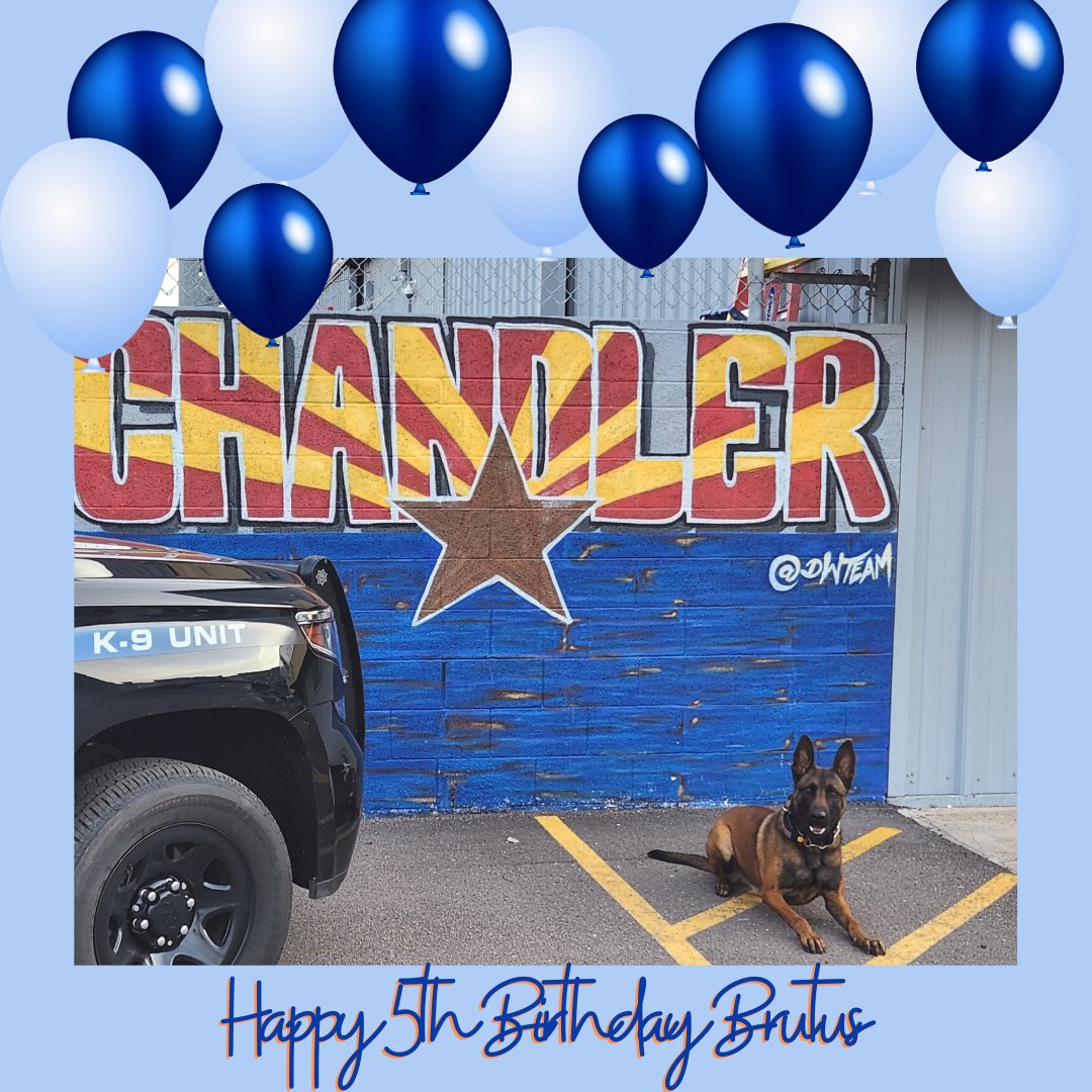 ChandlerPolice's tweet photo. Wishing a pawsome 5th birthday to our loyal and courageous K-9 Officer Brutus! Here's to many more years of keeping our community safe and spreading joy with your wagging tail. #ChandlerPD #ChandlerAZ #PoliceK9 #PathForward https://t.co/qxcsGrWrYw