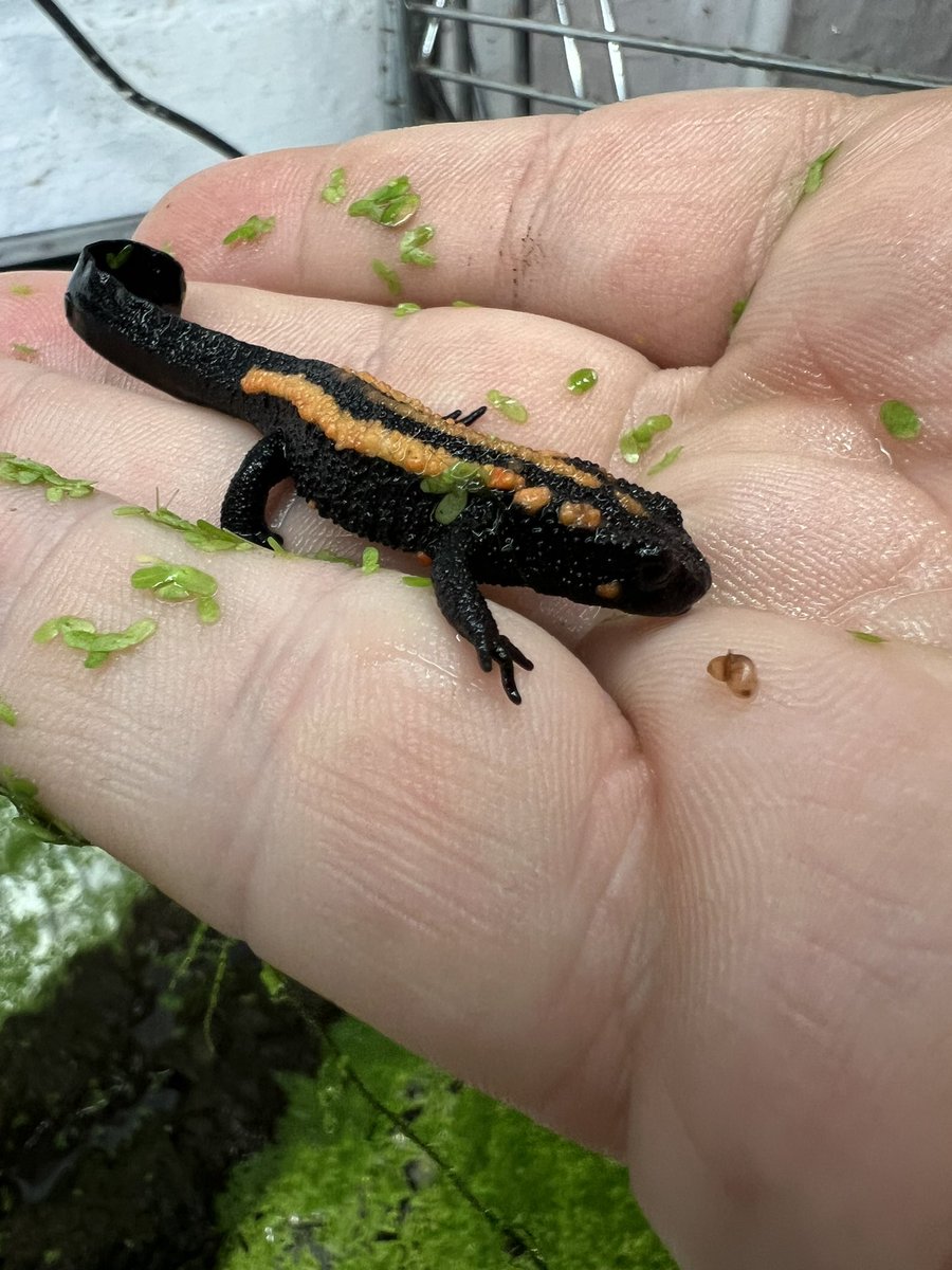 Blackmudpuppy tweet picture