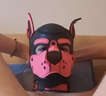 MasterNico95's tweet photo. Cherchez l'intrus
Parmi ces 4 pups un n'est pas un puppy mais un handler lequel ?
@MasterNico95
@PupRhax
@HardGaySexSlave
@pup_akari
#puppyplay #pupmood #puppylove #puphuman #dog #pupgay #pethuman #fetish #pupfetish #fetishgay https://t.co/KEdeZAglZ5