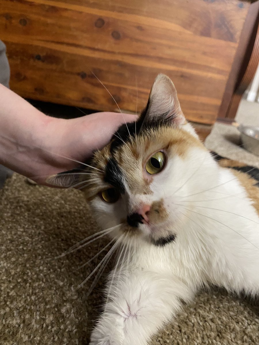 RocketCatRescue's tweet photo. All the cats are already friends with Willow! (She was just spayed so she has an interesting medical haircut.)  #wobmob #teamwobble https://t.co/vmyOp4Ksvh