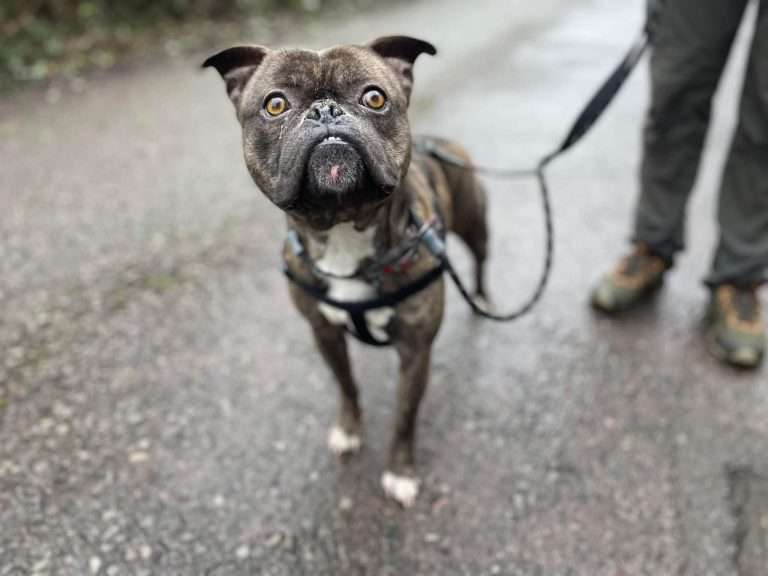 Please retweet to help Waffle find a home #CARDIFF #WALES 

Young adult, male crossbreed. He can live with children and with another dog or cat 🐶😺✅ 
He is good in the car. Please read full details 

DETAILS or APPLY👇
cardiffdogshome.co.uk/2023/02/waffle/
#dogs #pets #RescueDogs