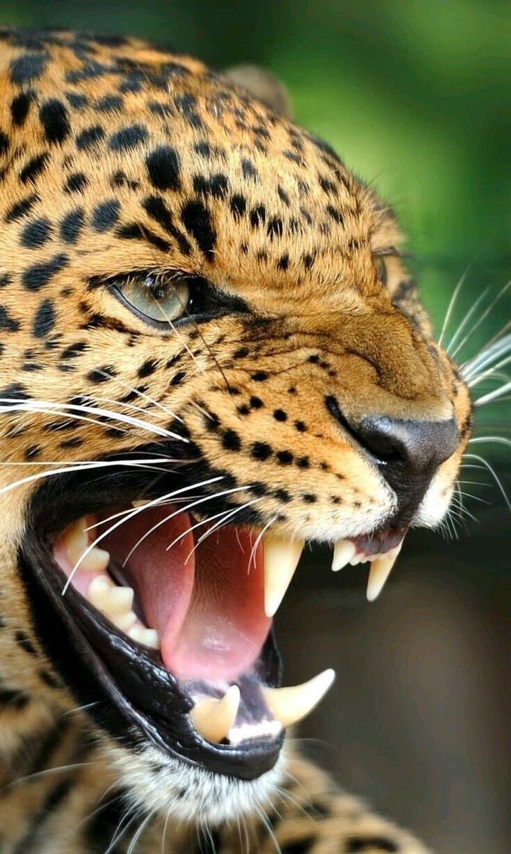 MCrisCardena's tweet photo. @HazelandRemy WORLD DOMINATION IS OURS, I WILL NOTIFY THE #BIGCATSOFTWITTER VIA THE #PAWTERNET AND COORDINATE THE MOVEMENTS ON YOUR BEHALF MASTERS OF THE CATEVERSE @HazelandRemy❣️ PAPI AND DOLCE AWAIT FURTHER COMMAND, PLEASE REACH US ON #MIAMI305🐾 WE'RE READY❣️ WE'RE BRINGING COOKIE SUPPLY❣️ https://t.co/Yv9JSQ29b7
