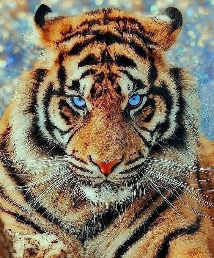 MCrisCardena's tweet photo. @HazelandRemy WORLD DOMINATION IS OURS, I WILL NOTIFY THE #BIGCATSOFTWITTER VIA THE #PAWTERNET AND COORDINATE THE MOVEMENTS ON YOUR BEHALF MASTERS OF THE CATEVERSE @HazelandRemy❣️ PAPI AND DOLCE AWAIT FURTHER COMMAND, PLEASE REACH US ON #MIAMI305🐾 WE'RE READY❣️ WE'RE BRINGING COOKIE SUPPLY❣️ https://t.co/Yv9JSQ29b7