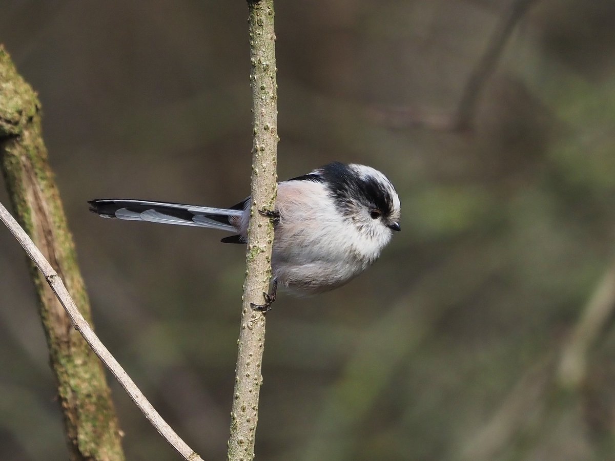 NikkiNaturePics's tweet photo. A couple of cuties from yesterdayโs walk walk #feelinglikespring #birds #birdseenin2023 #birdphotography https://t.co/7tkMVv0Pb0