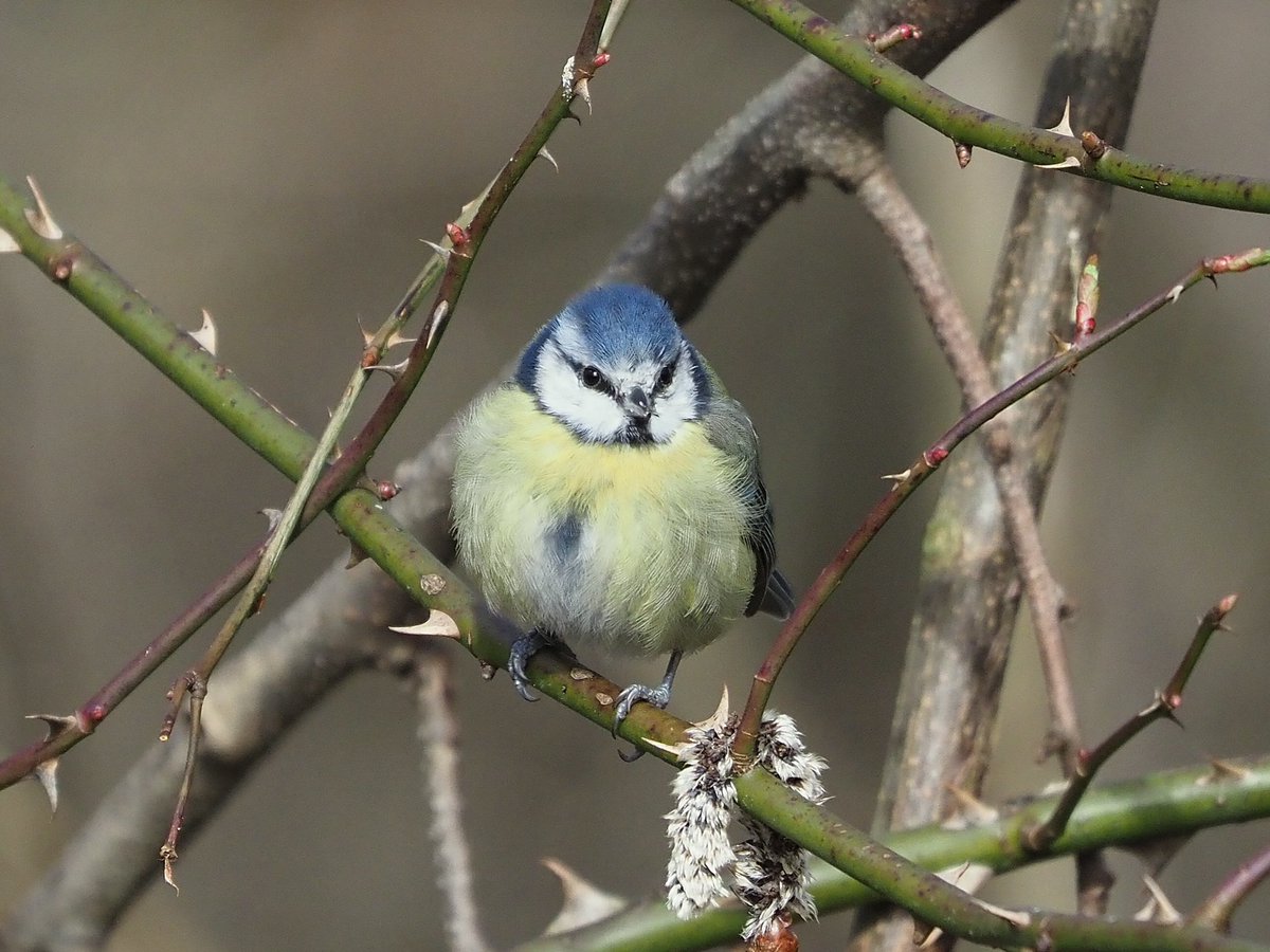 NikkiNaturePics's tweet photo. A couple of cuties from yesterdayโs walk walk #feelinglikespring #birds #birdseenin2023 #birdphotography https://t.co/7tkMVv0Pb0