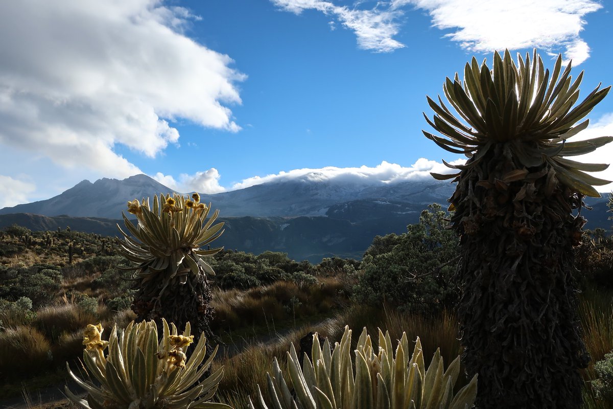 Ines Carrasquer Puyal (@inescarpu) on Twitter photo ¡Hola, mi gente!
Check the article we published with Gwendolyn Peyre, Fabien Anthelme and <a href="/jorgeluisceba17/">jorge luis ceballos</a> about my master's thesis results:
link.springer.com/article/10.100… ¡Hola, mi gente!
Check the article we published with Gwendolyn Peyre, Fabien Anthelme and <a href="/jorgeluisceba17/">jorge luis ceballos</a> about my master's thesis results:
link.springer.com/article/10.100…