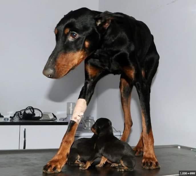 Ayer una doberman llamada Sila fue encontrada bajo ruinas en Turquía después de 28 días dio a luz a tres cachorros, a los que protegio y mantuvo vivos. Sobrevivio con una bolsa de comida de la zona donde estaba atrapada. Ella es piel y hueso pero ¡GANADORA!📸 Expat Guide Turkey