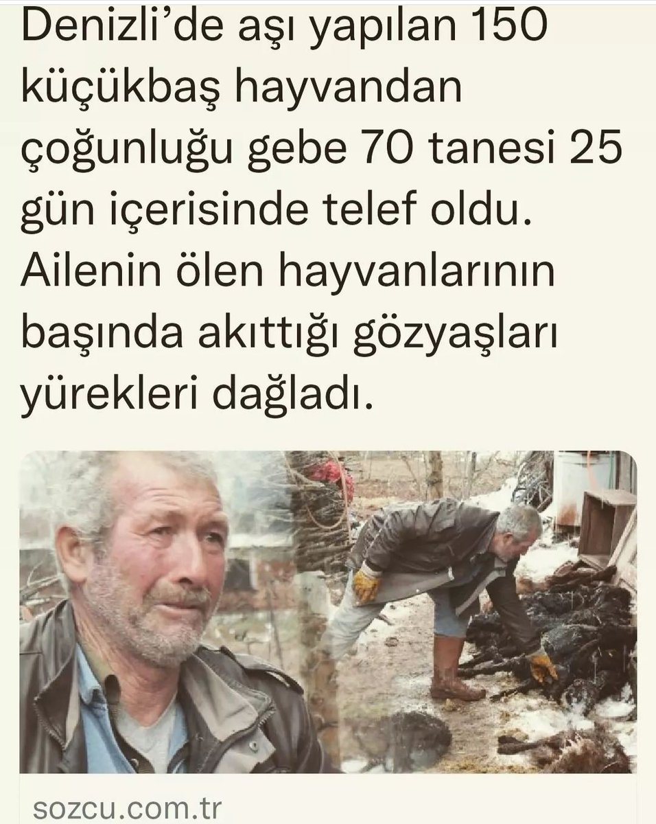 Aşı yapılan 150 hayvandan 70 tanesi 1 ay olmadan ölmüş. Hayvanlar hamileymiş.Ölen hayvan sayısı ana karnındakileri de sayarsak 150'den fazla olabilir. 
<a href="/VahitKirisci/">Prof.Dr.Vahit Kirişci</a>  bütün büyükbaş hayvanları aşılamaktan bahsediyorsunuz
Yapacağınız başka kötülük ne kaldı?
#HayvancılıkYokEdiliyor