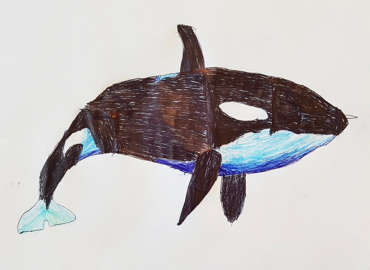 #SirDavidAttenborough's astounding new series #WildIsles aired tonight and featured Shetland's rather special visitor, the orca. How fortunate we are to share these isles with such precious beings. Catch up here:

bbc.co.uk/iplayer/episod…

Orca by Swarland Village Primary students