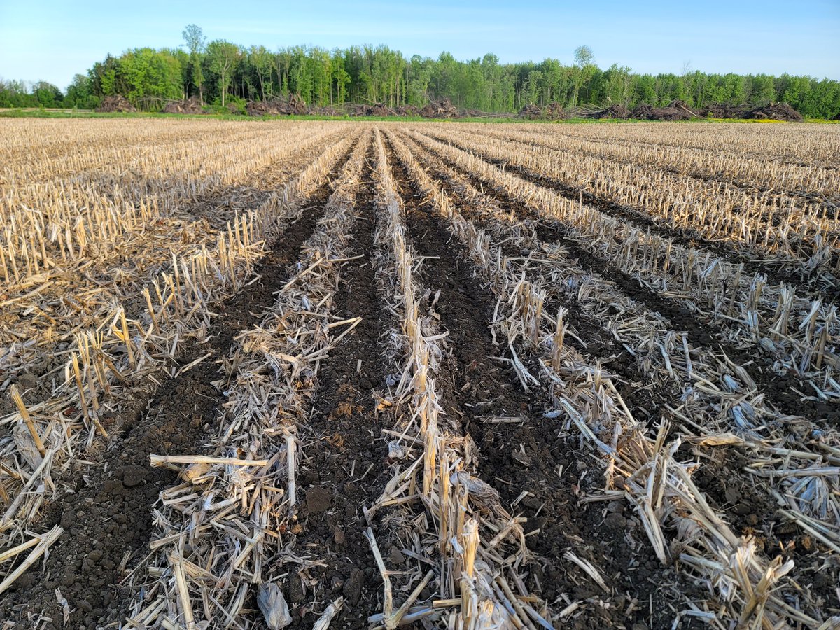 farmerschneck's tweet photo. @growncorn Been using soil warrior xs units since 2016.   Did about 5 years worth of research and networking before getting into strip-till.  We need disk only machines as we have stones.   Shanks work much better in heavier soils.  Corn on corn needs to be a priority when picking a unit. https://t.co/ZLYkKLtsip