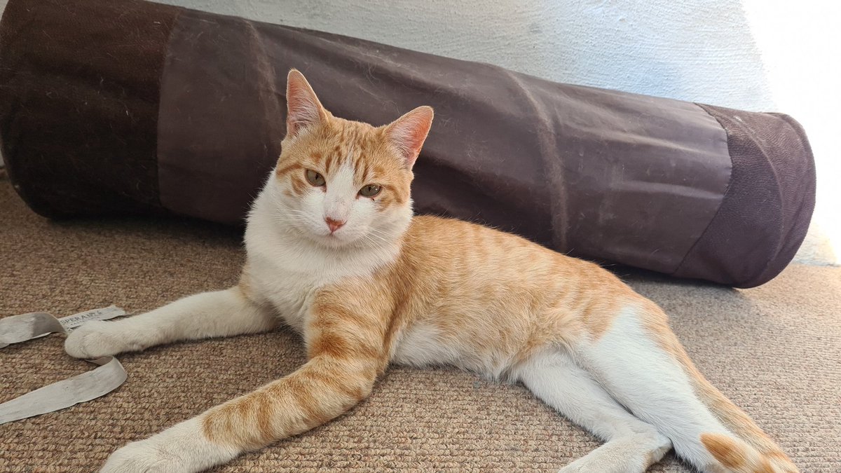 Dcyon's tweet photo. Me Ayudas? Comparte x fa #BuscoCasita #OptaPorAdoptar #AdopcionResponsable #Michi #gatos #CDMX Macho 2 años muy platicador #Esterilizado #Vacunado No se lleva con gatos machos Info #WhatsApp 5555040979 https://t.co/4Cy9N4UVut