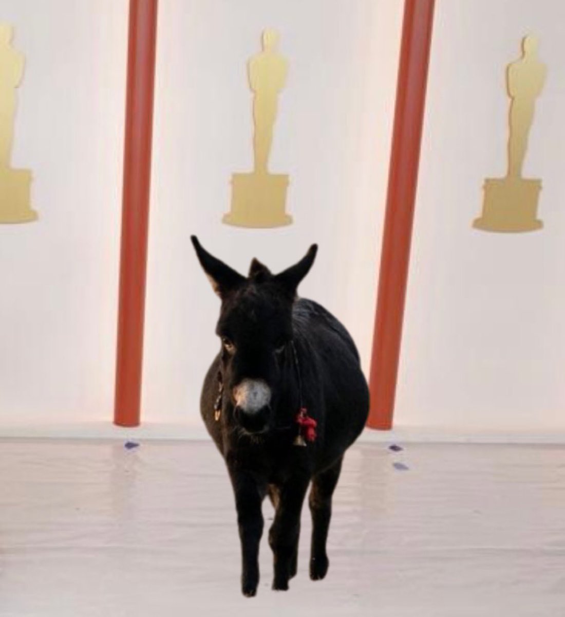 RT @rafiews: Jenny the Donkey has just arrived at the #Oscars champagne carpet https://t.co/7tOeTMO7FP