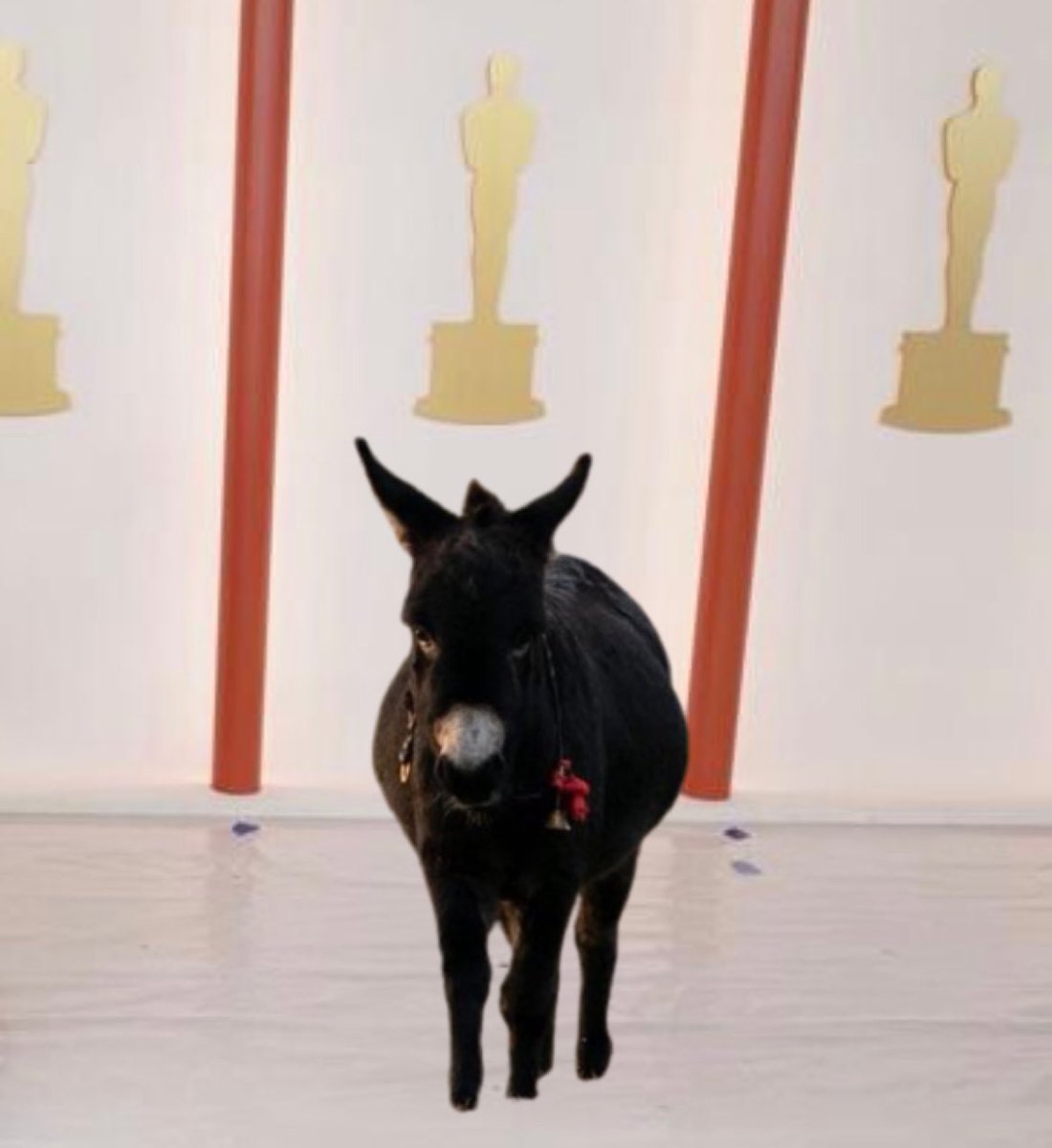 Jenny the Donkey has just arrived at the #Oscars champagne carpet