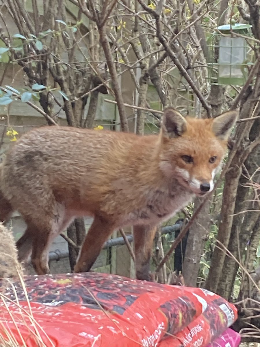 BrianICTI's tweet photo. #FoxOfTheDay this beauty visits us for tea most days https://t.co/Lu8R1fJtEo