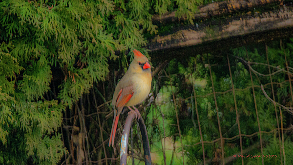 Davideeo's tweet photo. New artwork for sale! - "Female Cardinal" - https://t.co/x0NKib8ejJ @fineartamerica https://t.co/lXV2j6OOlh