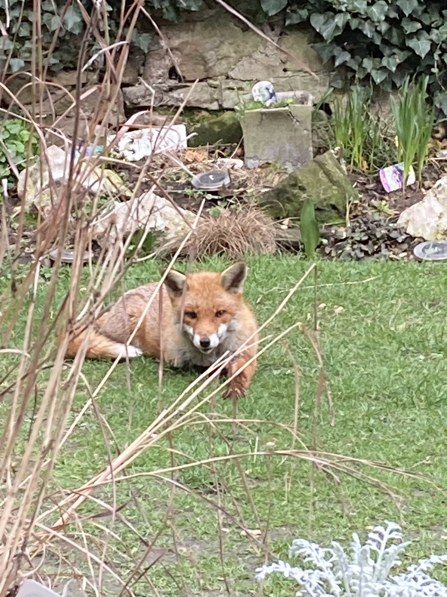 BrianICTI's tweet photo. #FoxOfTheDay just chilling https://t.co/0lIpZF2CmI