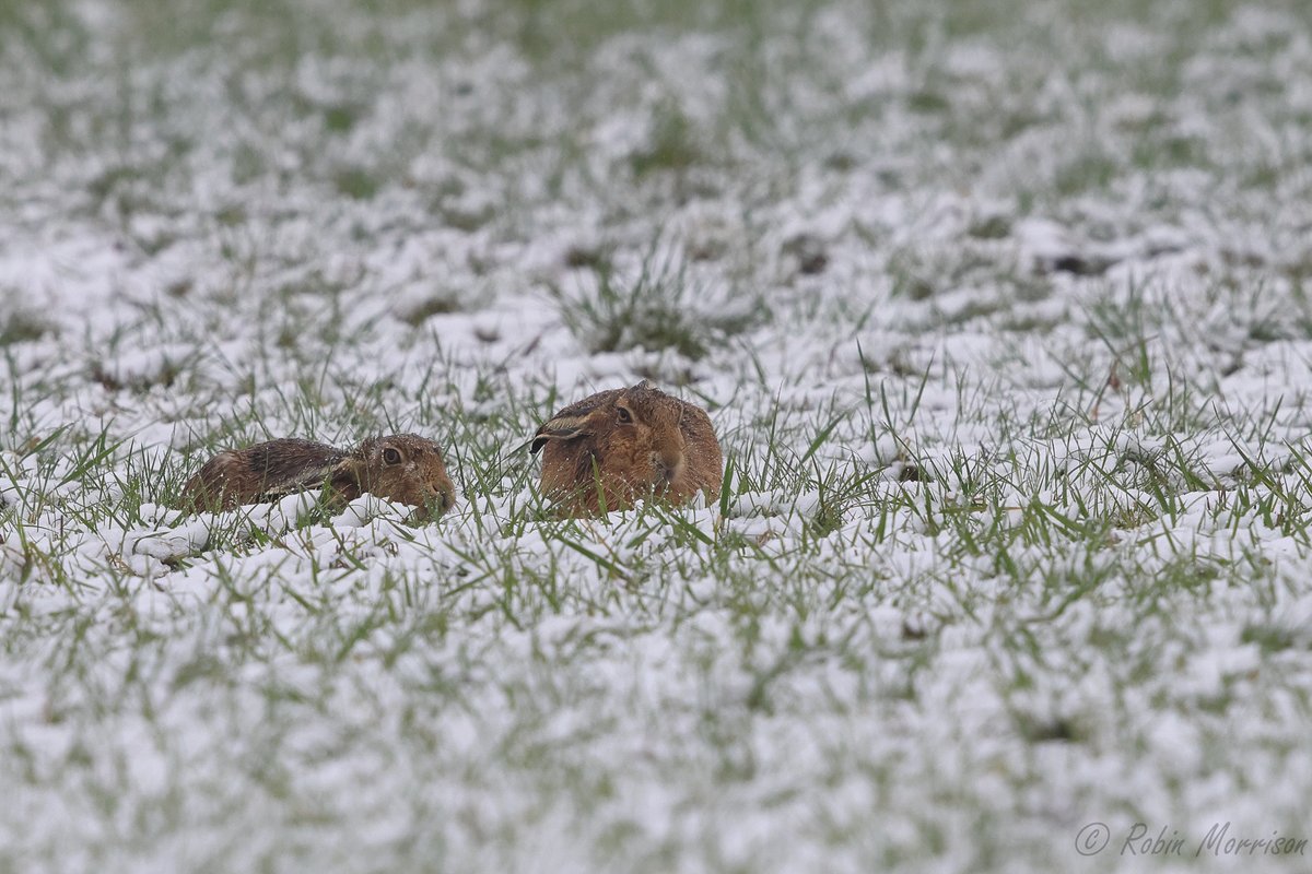 Easy choice for my image of last week. It just has to be the #Somerset #Hares in light snow from Wednesday morning. 🌨️❄️😀

#WexMondays
#fsprintmonday
#APPicoftheweek
<a href="/CanonUKandIE/">Canon UK and Ireland</a>