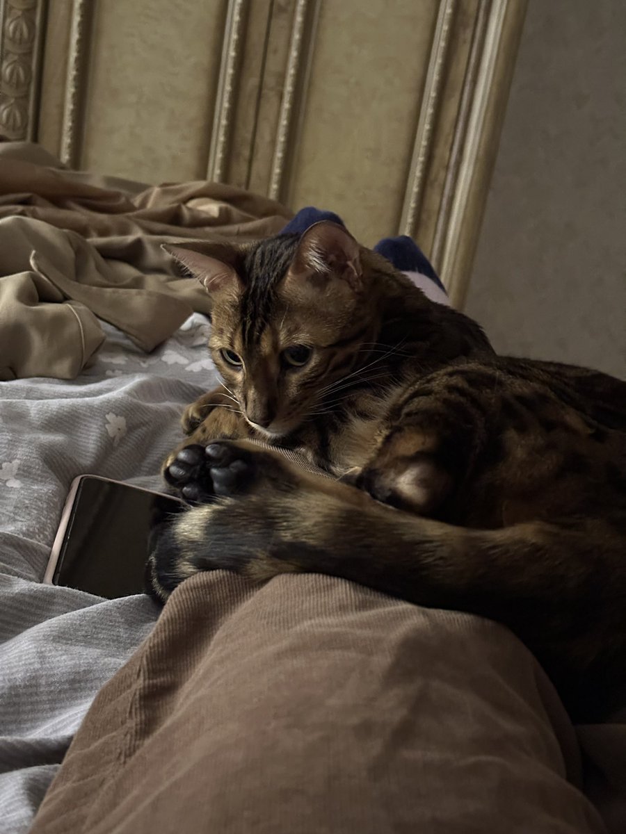 dididochef's tweet photo. Мой уже жирный котэ https://t.co/bPExjJvafb