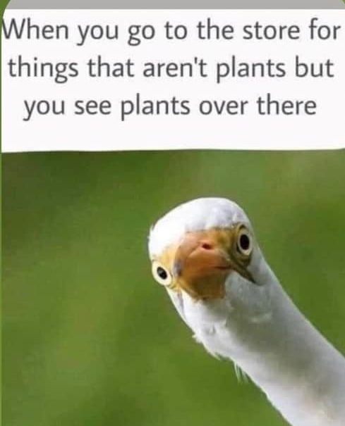 Fitleaf1's tweet photo. I think they're calling my name... 🤣 #gardeningmemes #meme #gardening #plants #plantlife https://t.co/6es7GSJdCJ