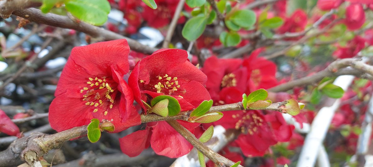 samohtp's tweet image. #100daysofwalking changing of the seasons looking forward living now #keepactive #round2crew #round3crew 
Beautiful night &amp;amp; day 
Beautiful memories 
@dlrSportsTeam
@NTBreakfast @NewstalkFM @AgeFriendlydlr