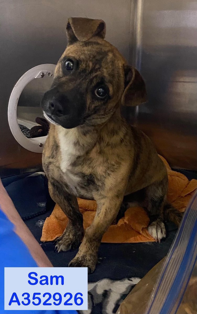 RoCoGB's tweet image. ‼️TEXAS SHAME‼️
DUMPED in STORM DRAIN
SAM 4mths
#A352926
He’s TERRIFIED
He knows BAD humans
Our volunteers wanted SAM to know kind people
Once he warmed to them he gave the sweetest puppy kisses💋
Can YOU find it in your♥️to ADOPT SAM?
Let’s get him far away from CorpusChristi TX