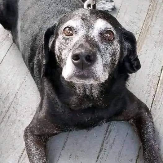 Old dogs are beautiful too ❤ #GermanShepherd #gsds #gsddog #dog #dogs #dogsoftwitter
