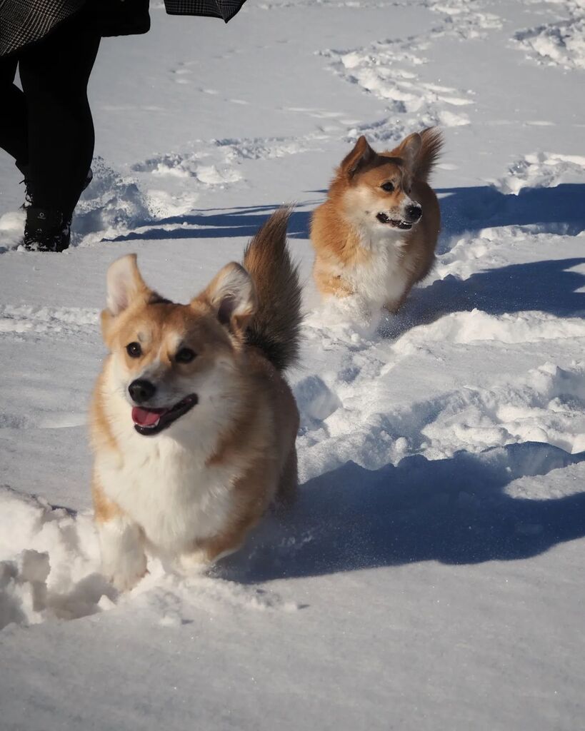 MatsEk's tweet photo. Helgen fortsätter med tema promenad. Idag med brorsan till familjens yngsta medlem. Det var tre månader sedan de sågs. De tycker fortfarande om varandra.
#promenad #söndag #bror #corgi #psykiatern https://t.co/BitKqaiezP https://t.co/qd7p4Zrv2d