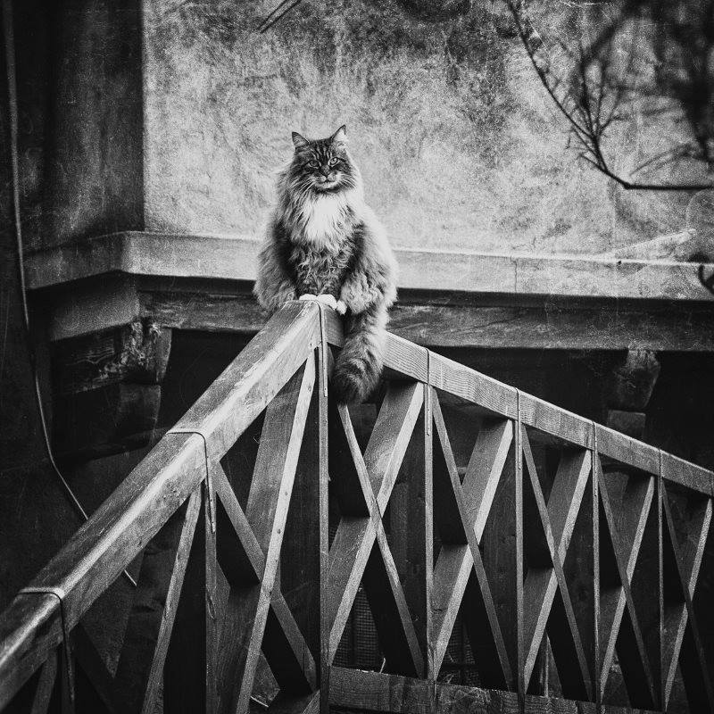 ©Ando Fuchs