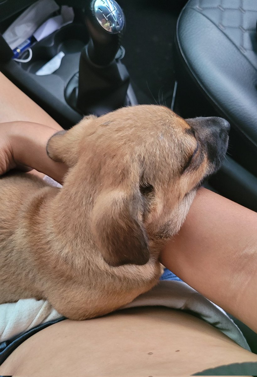 paullabrelaz's tweet photo. Encontrei ela sozinha vagando na estrada, bem assustada. Tive que parar e pega-la. 

Não podemos ficar com ela, infelizmente. É bem docil.
Precisamos arrumar um lar pra ela.
Chama na DM, interessados.

🥹🙏❤️ https://t.co/cq37I4pAky
