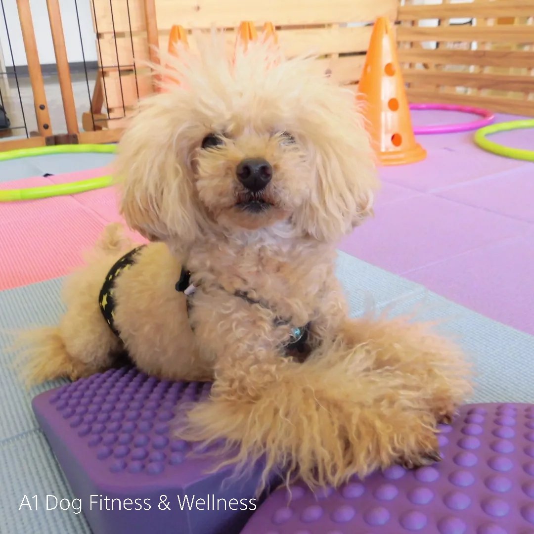 A1DogFitness's tweet photo. 数ヶ月ぶりにセッションにカムバック💜 楽しくエクササイズできましたね♪
#トイプードル #シニア犬 #APRIA #犬のリハビリテーション #iaalp #ドッグフィットネス #愛媛県 https://t.co/4UTwslDMPE