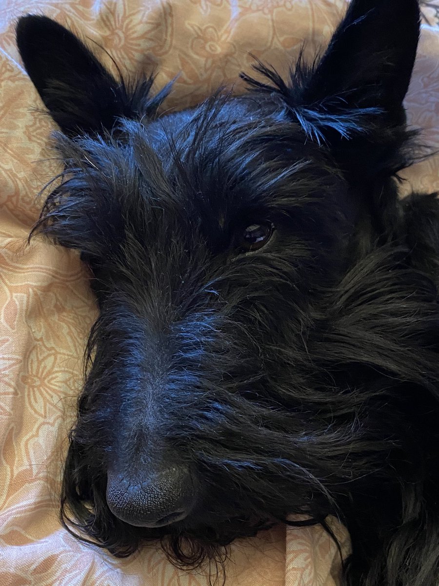 BRMCFAR's tweet photo. @mo_rescue Good night Mo! Love from Ruby. https://t.co/3g6iamDofK