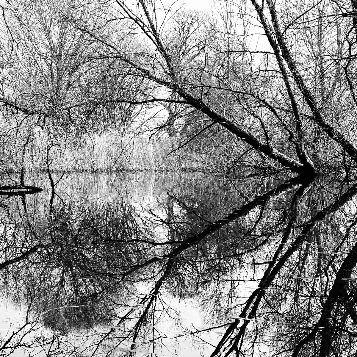 bhag_steve's tweet photo. Reflections on a pond at Chew Valley Lake #iphonephotography https://t.co/PZCjNssqWT