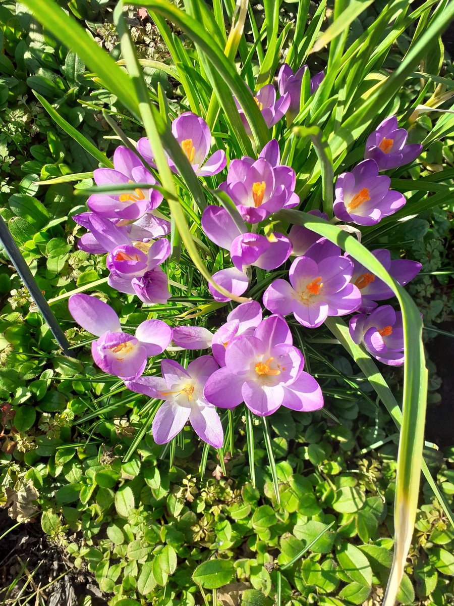 Nicola Brown tweet media