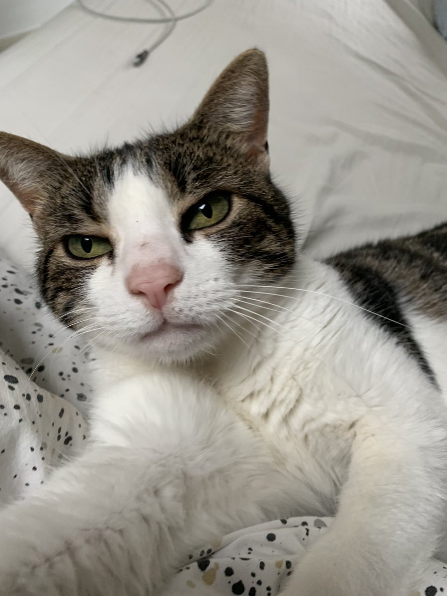 froomliv's tweet photo. #catselfie https://t.co/708X4XaAxP