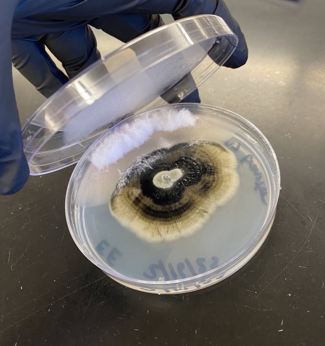 ee_ecology's tweet photo. @striiformis I’m still learning about morphological-based identification, so any tips would be great! It came from this grey/black growth. https://t.co/Wcb3Vjwmre