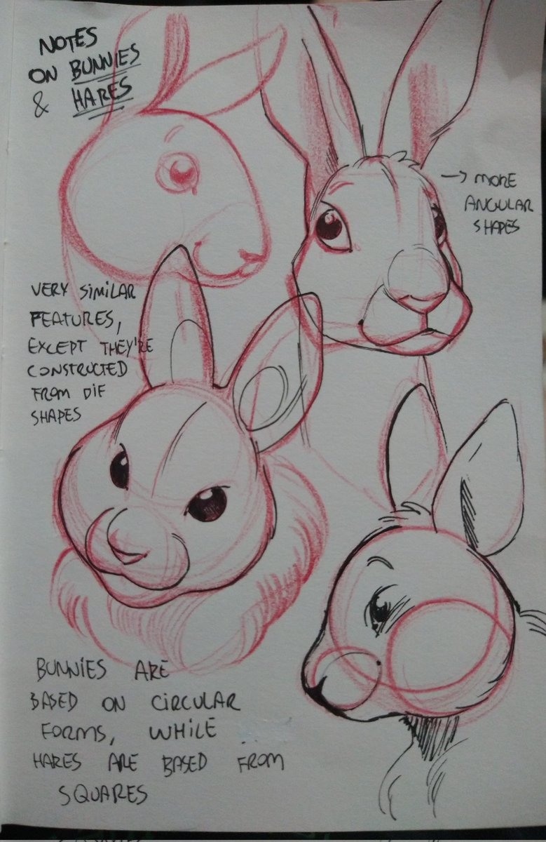 ramahuro's tweet photo. I've been asked about drawing bunnies, so i made some notes https://t.co/sw568yMtYT