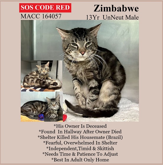🆘CODE RED🆘RELISTED TBD TUE 3/14/23🆘
💘STRESSED 13YO #SENIOR BROWN #TABBY KITTY "ZIMBABWE"💘
😿💔DUMPED OUTSIDE WHEN OWNER DIED, TBD BC HE'S SCARED
🚨NEEDS #ADOPTION #RESCUE #FOSTER ASAP!🚨
➡164057 facebook.com/photo/?fbid=57…
🙏🏽#ADOPT #PLEDGE #AdoptDontShop
#MANHATTAN #NYCACC #CAT