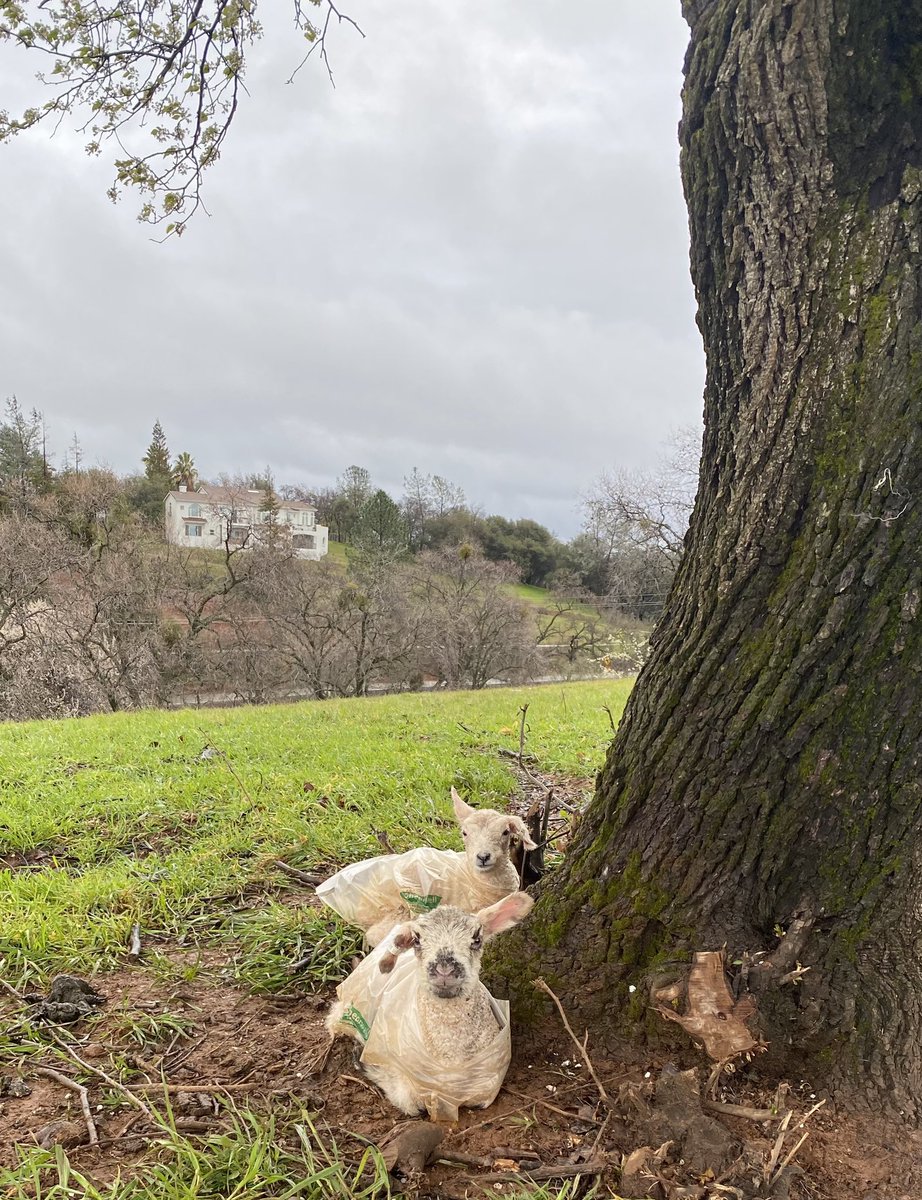 Mom got these guys stashed on the leeward side of a big tree - perfect spot for a drippy morning! #goodmama #sheep365 #sierrafoothills