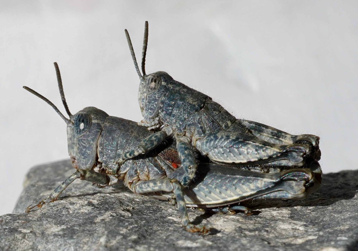 Natural Sciences at Massey tweet media