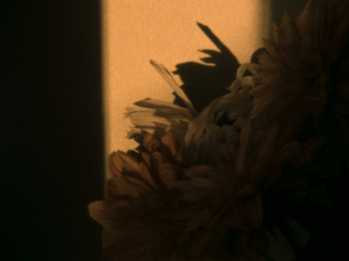 ultradogme's tweet photo. Coming soon to the movie club: Three Films by Blanca García

In honor of her First Look screening @MovingImageNYC this weekend, we'll be streaming PASSAGES (2022), BREATHING EXERCISES (2021) &amp; THAT WHAT MOVES: DOES THE LEAF KNOW (2021) 

Sign up to watch: https://t.co/HcpShPRUHA https://t.co/lD3h2AzNdy