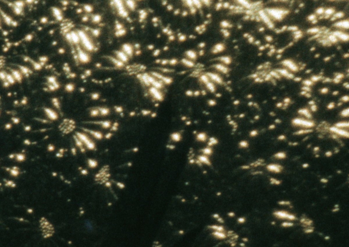 ultradogme's tweet photo. Coming soon to the movie club: Three Films by Blanca García

In honor of her First Look screening @MovingImageNYC this weekend, we'll be streaming PASSAGES (2022), BREATHING EXERCISES (2021) &amp; THAT WHAT MOVES: DOES THE LEAF KNOW (2021) 

Sign up to watch: https://t.co/HcpShPRUHA https://t.co/lD3h2AzNdy