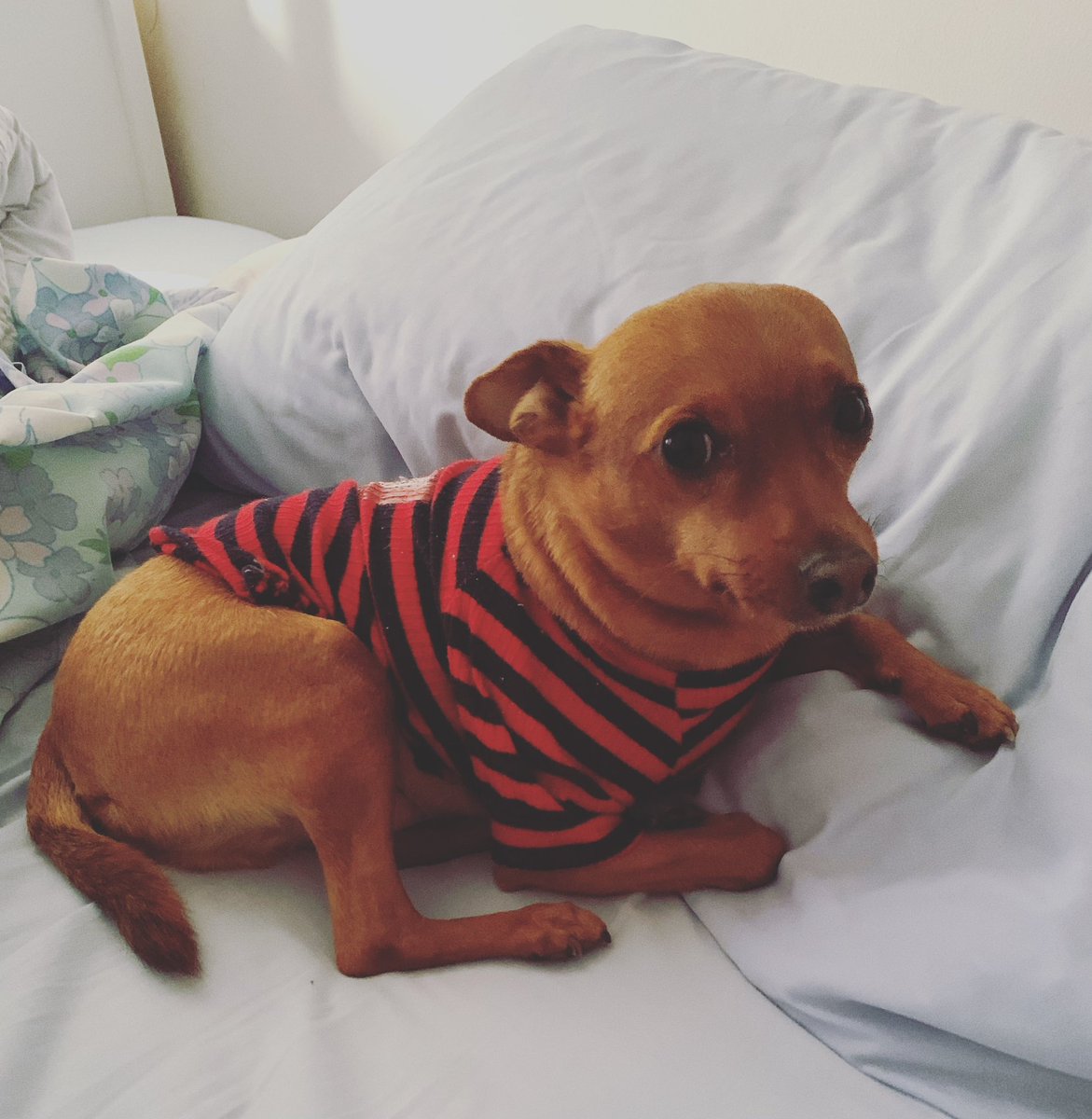 kindashadystan's tweet photo. “You crazy woman, 11h30 it’s to early, it's practically daw”🙄🥱😴🐕 #lazydog #sundaymornings https://t.co/3d47NbCBCE