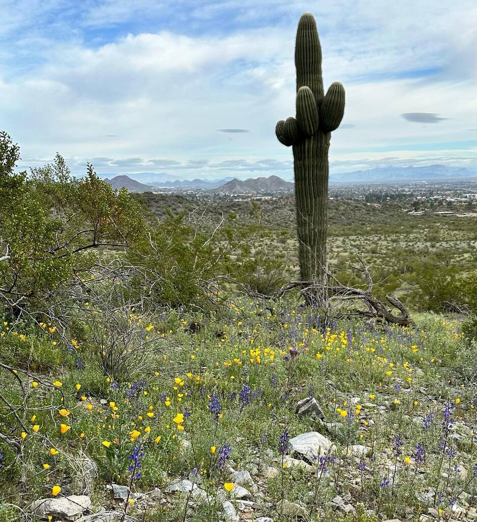 doctorprimack's tweet photo. The desert is so green!  Love early spring in AZ.  It’s finally here ☀️ #getoutside #desert #hike #beautiful #spring https://t.co/MsExqpSuKf https://t.co/n5u7bZO3oG