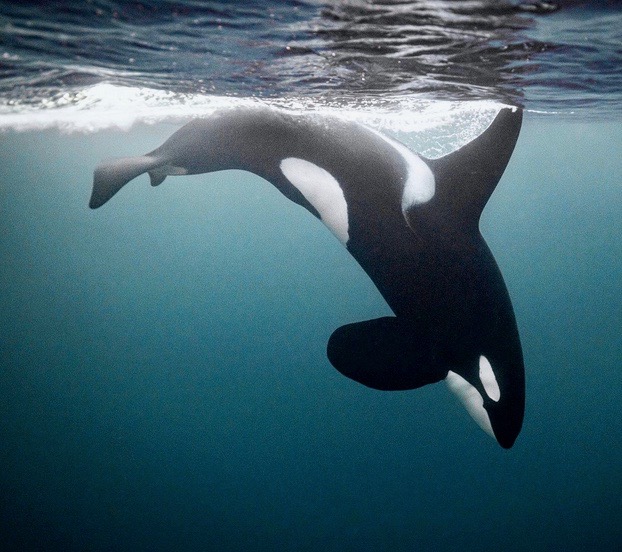 OrcaWeek's tweet photo. #OrcaWeek #GlobalOrcas
“Orcas sometimes advance just below the surface, and only the end of their dorsal sticks out of the water, barely a few centimeters.” Photo by https://t.co/zKld0r0yEX https://t.co/XOtdTHWnlc