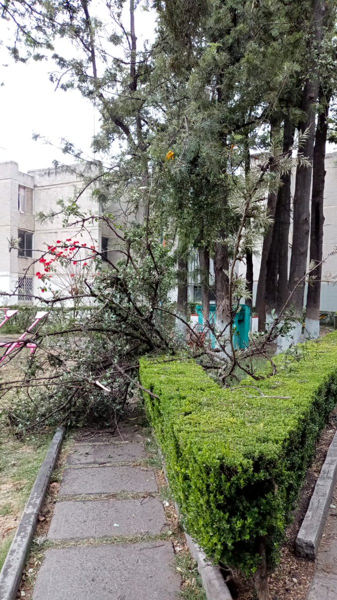 En menos de 24 horas, al menos dos árboles cayeron en #Coyoacán, los cuales se reportaron para poda o derribo pero que <a href="/Alcaldia_Coy/">Alcaldía de Coyoacán</a> de <a href="/giogutierrezag/">Giovani Gutiérrez</a> se negó a realizar. Uno en Santa Catarina, otro en APR. Afortunadamente no hubo lesiones, pero ya sabemos quién será responsable
