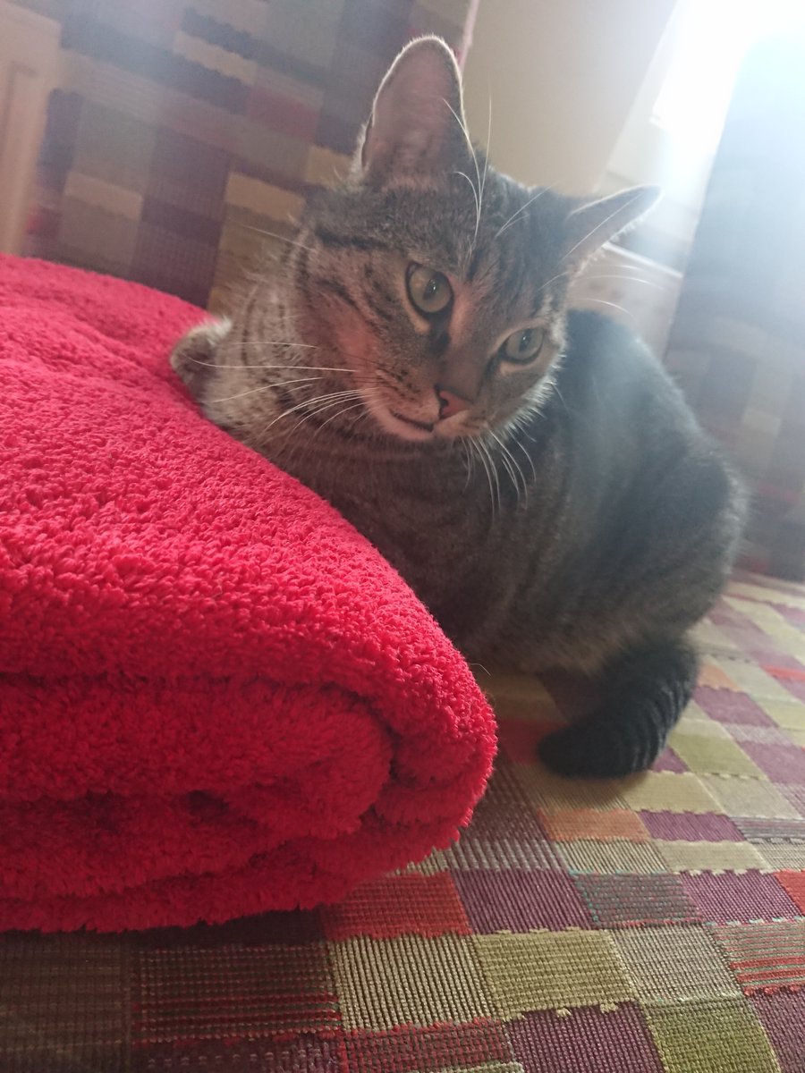 BottcherLydia's tweet photo. @becker_meister Schaffell. Mindestens genauso wichtig wie frisch gewaschene Saunatücher für unsere Gäste. https://t.co/4KLXJTCnzS